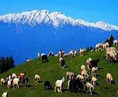 Travel Package Himachal